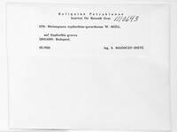 Melampsora euphorbiae image